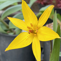 Tulipa clusiana 'Cynthia'